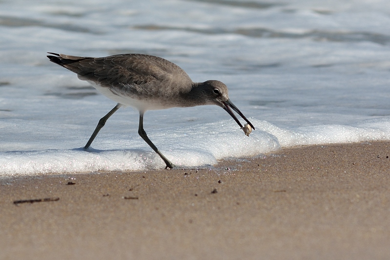 Willet